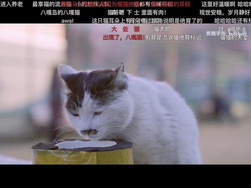 黑喵最新爆料视频大全,揭秘娱乐圈幕后真相